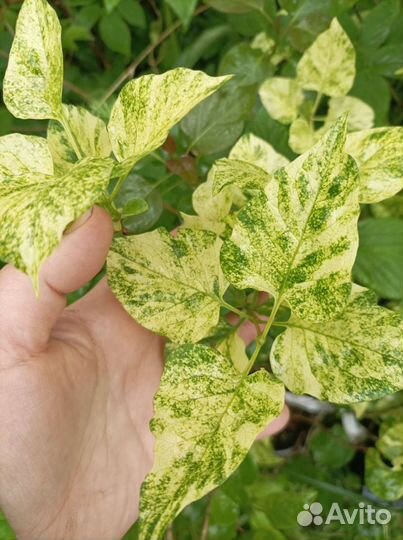 Сортовая сирень