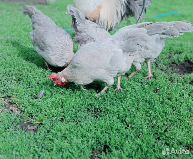 Куры разных пород