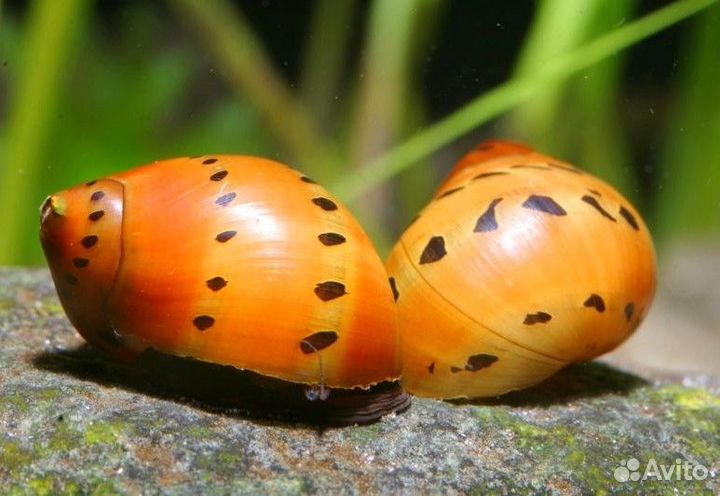 Улитки аквариумные в наличии