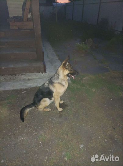 Собака немецкая овчарка девочка