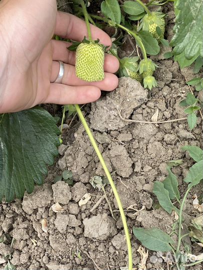 Клубника свежая и доставка