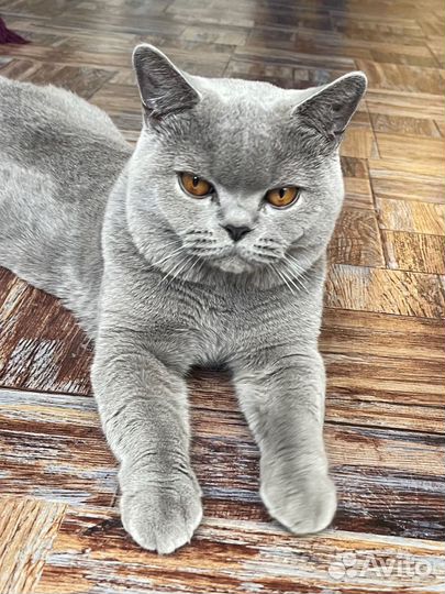 Британский кот на вязку