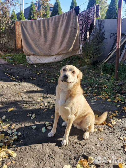 Помесь Лабрадора мальчик