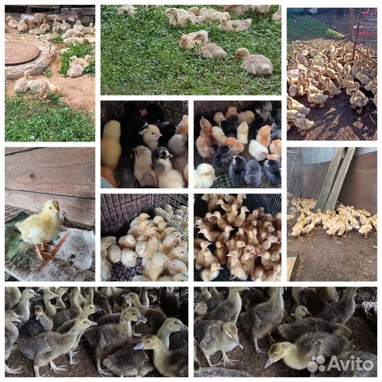 Гусята,утята,бройлеры, цыплята