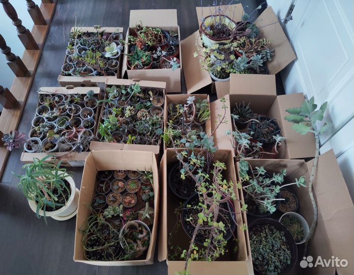 Ухожу из хобби, пристраиваю коллекцию суккулентов