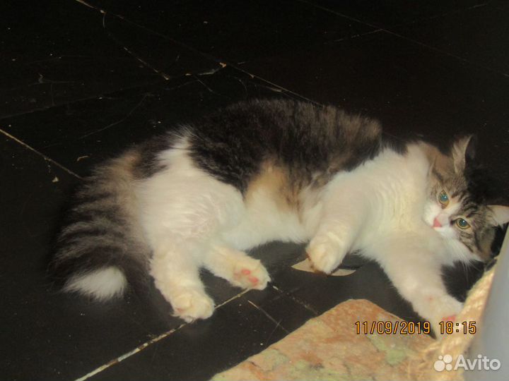 Кисы-сестрички ищут дом