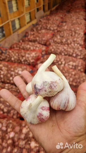 Фермерский чеснок озимый Любаша