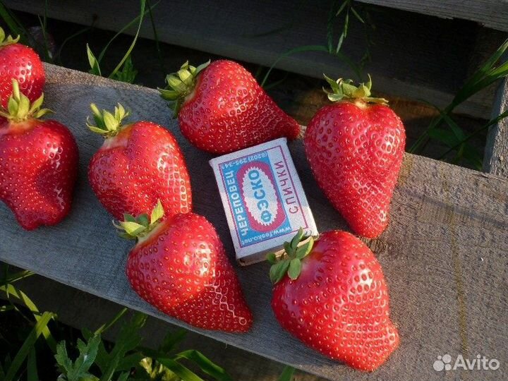 Саженцы клубники