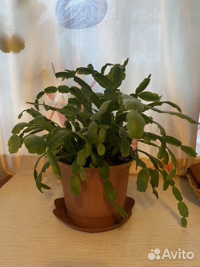 Цветы комнатные