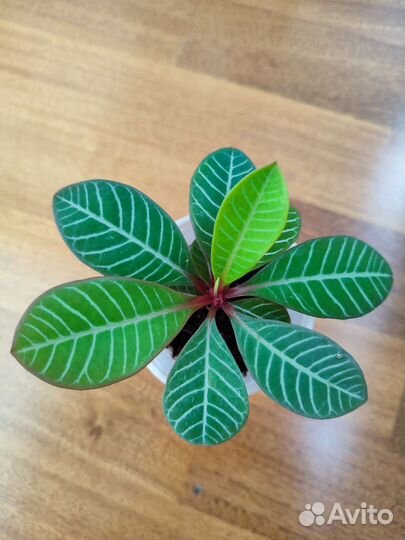 Детка Молочая беложильчатого