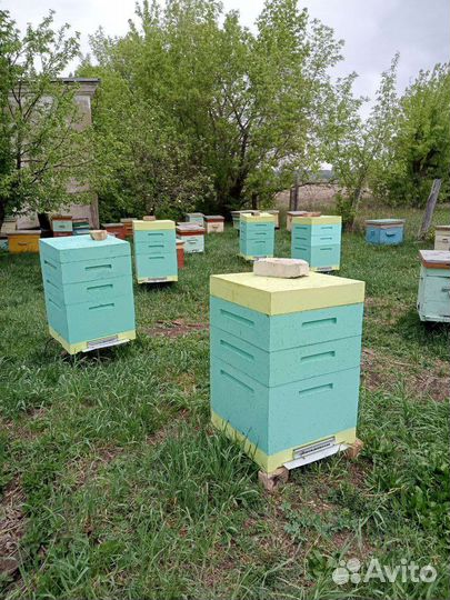 Улья ппу дадан 12 рамочные