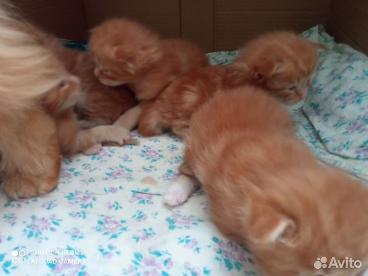Котята Мейн куны