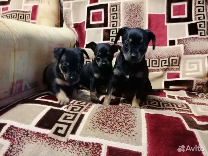 Мини той-терьер щенки