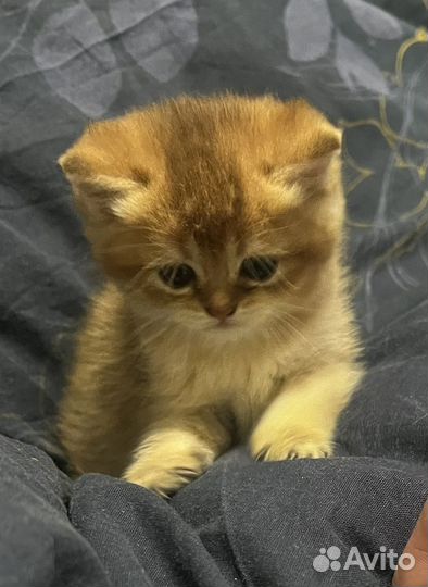 Рыжая шиншилла котенок