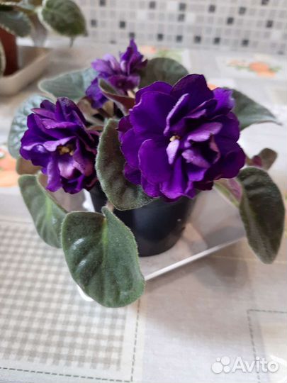 Сортовые фиалки