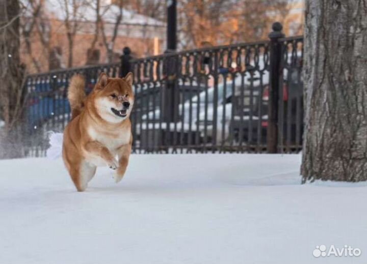 Вязка сиба ину