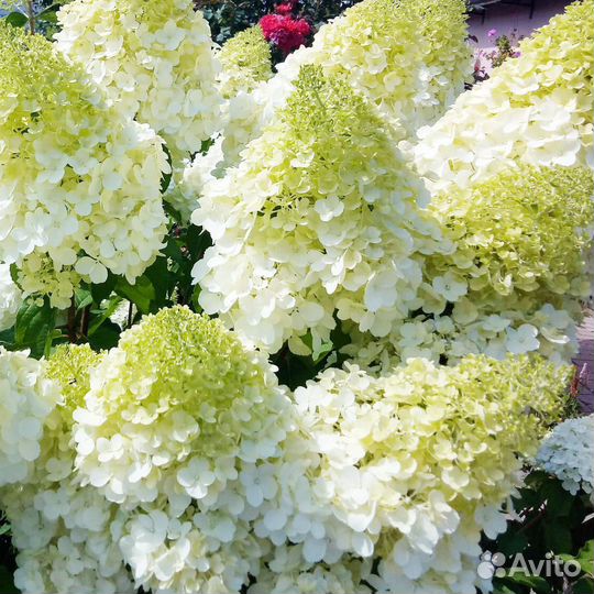 Гортензия метельчатая Полар Бир Медведь