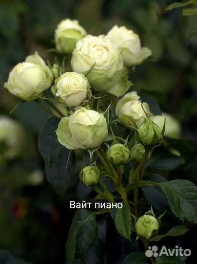 Пионовидные розы саженцы