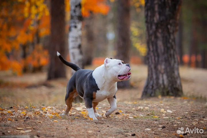 Американский булли,вязка