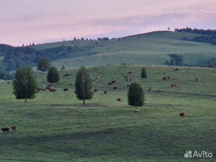 Ферма(1000га)собственник