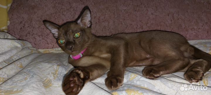 Бурманская