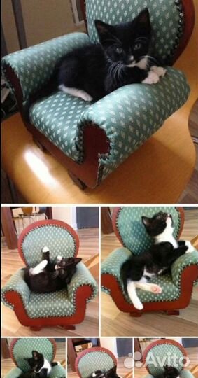 Передержка кошек и собак (небольших пород). Выгул