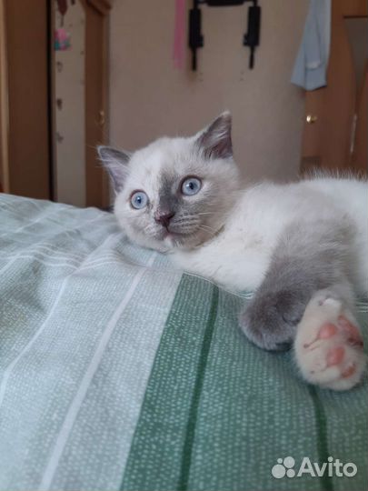 Шотландские котята