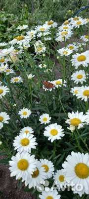 Корневища ириса,ромашки,хосты