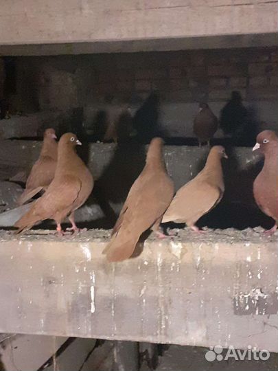 Продажа голубей