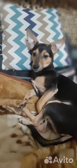 Собаки щенки бесплатно