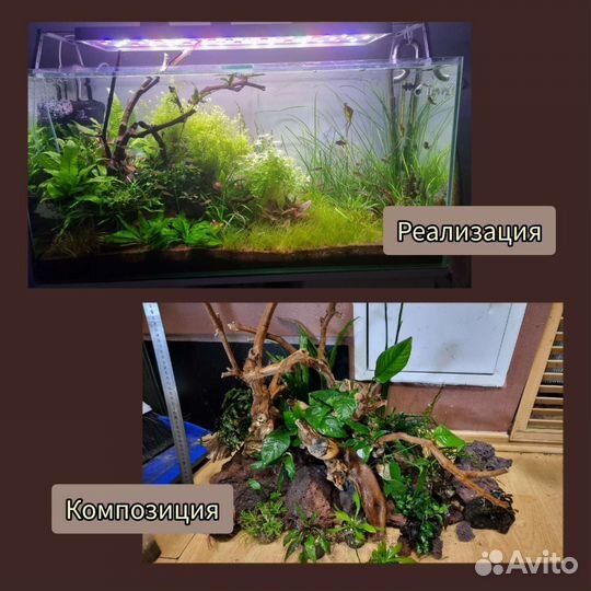 Дизайн аквариума (подбор растений)
