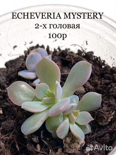 Эхеверии, граптоседумы, граптоверии суккуленты