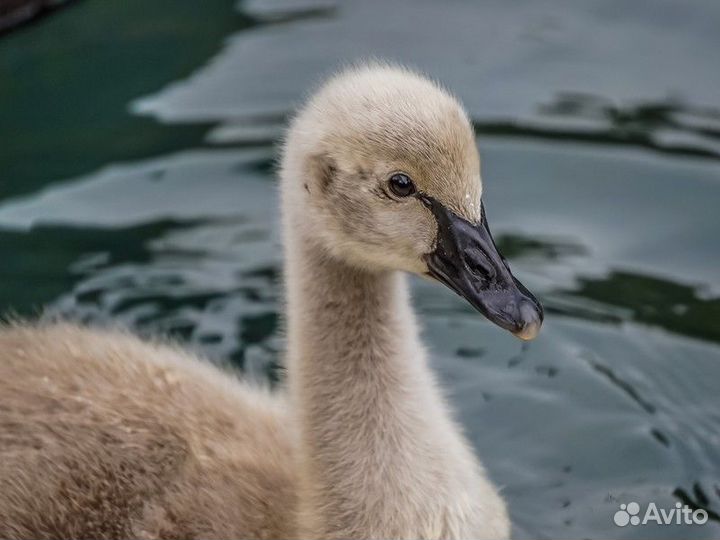 Экскурсия — Сочи — Бёрдвотчинг в орнитологическом