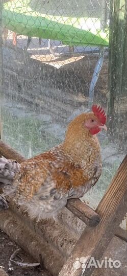 Мускусные индоутята и породистые петушки