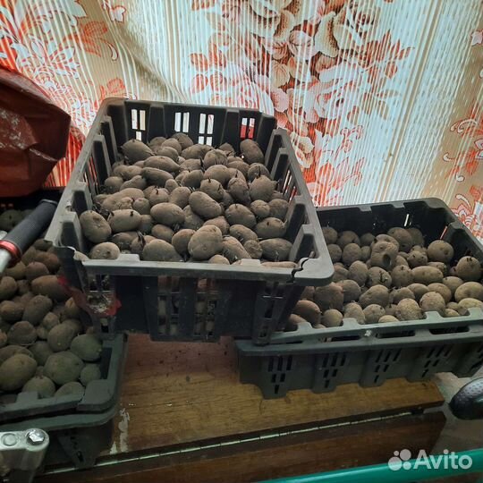 Картофель семенной, сортовой