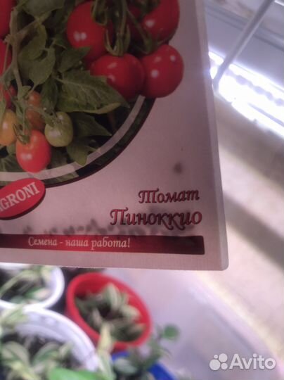 Томат комнатный Пиноккио (семена, рассада)