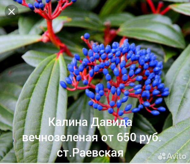 Вечнозеленые садовые растения