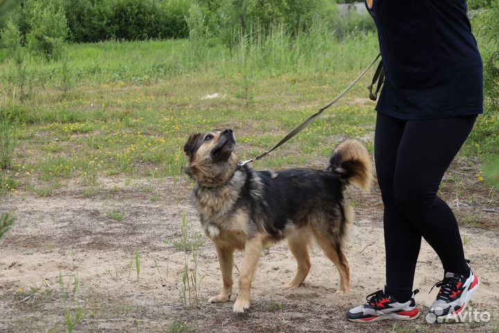 Пёс танкист