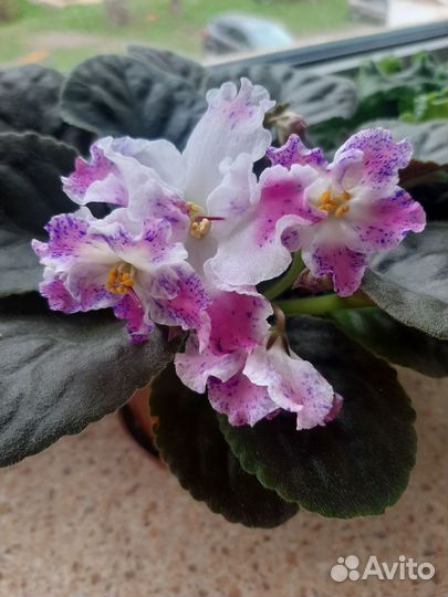 Листочки фиалок и детки