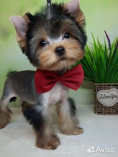 Мальчик йорк