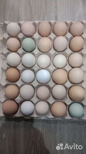 Яйцо куриное домашнее