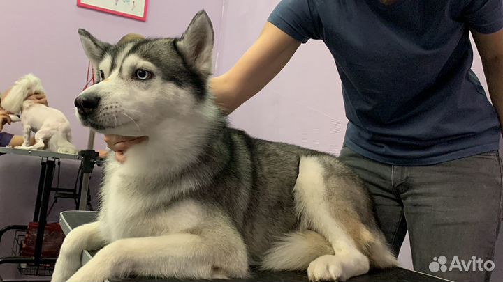 Грумминг на Тимирязевской