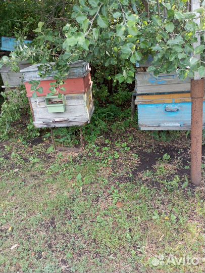 Ульи для пчел