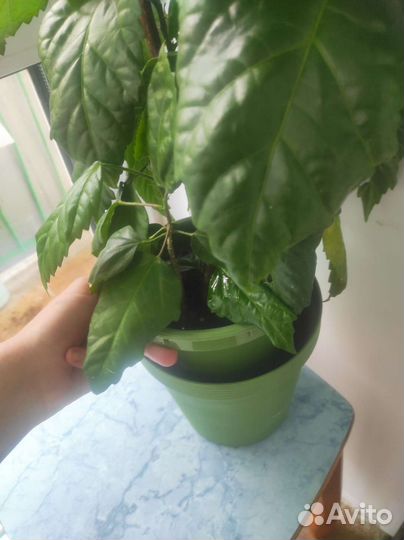 Гибискус большой 8 бутонов