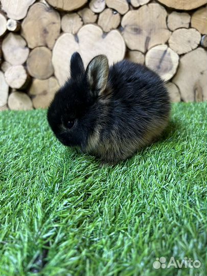 Самый большой выбор карликовых кроликов