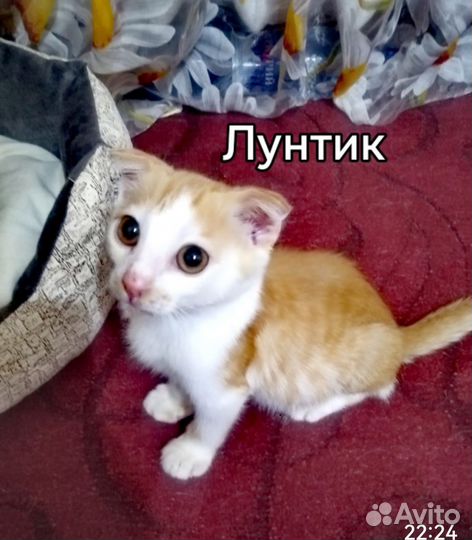 Котята в добрые руки бесплатно мальчик