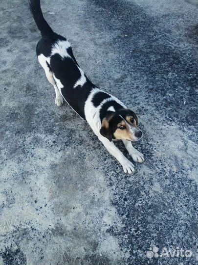 Молодой кобель в добрые руки