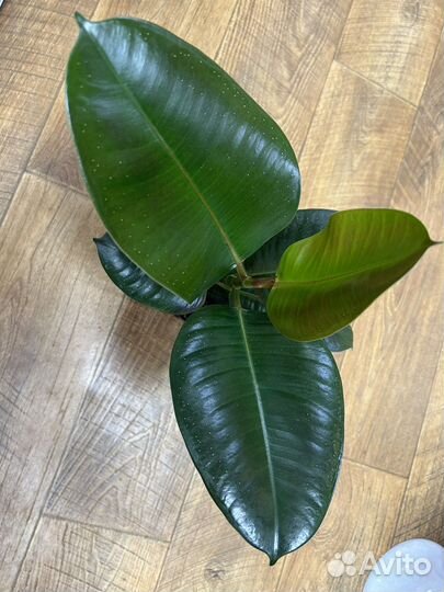 Фикус эластика