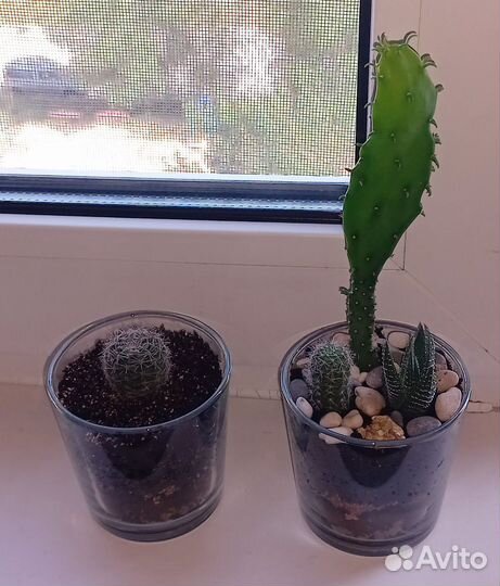 Кактусы и суккуленты