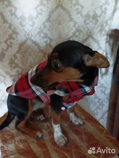 Рубашка собачья